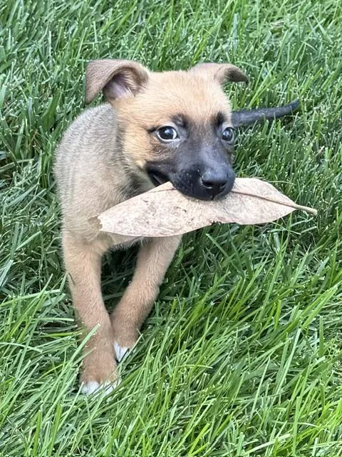 A baby medium-sized male Yellow / Tan / Blond / Fawn Belgian Shepherd / Malinois dog named Pace for adoption in Andover, MA