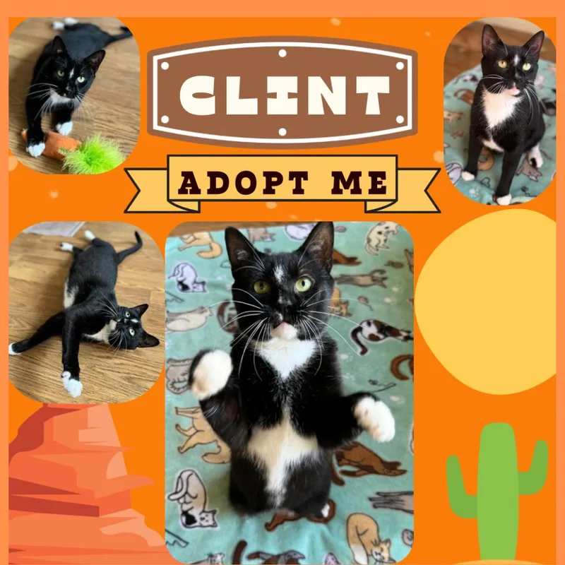 An adult medium-sized male Black & White / Tuxedo Domestic Short Hair cat named Clint Eastwood for adoption in Port Chester, NY