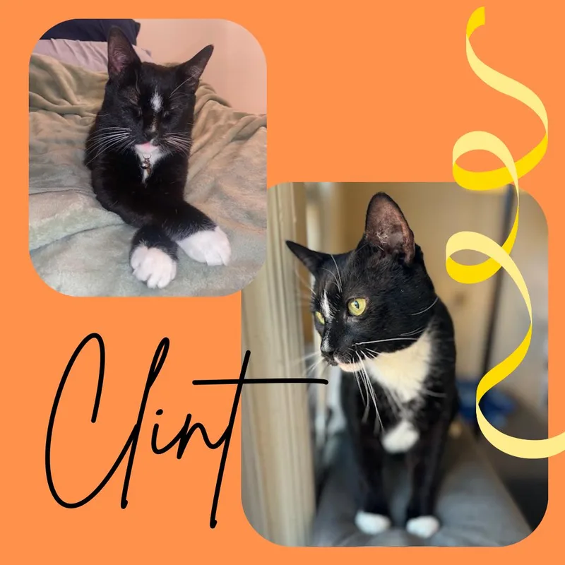 Clint Eastwood thumbnail 2