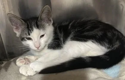 A young small-sized male Domestic Short Hair cat named Robert for adoption in Phoenix, AZ