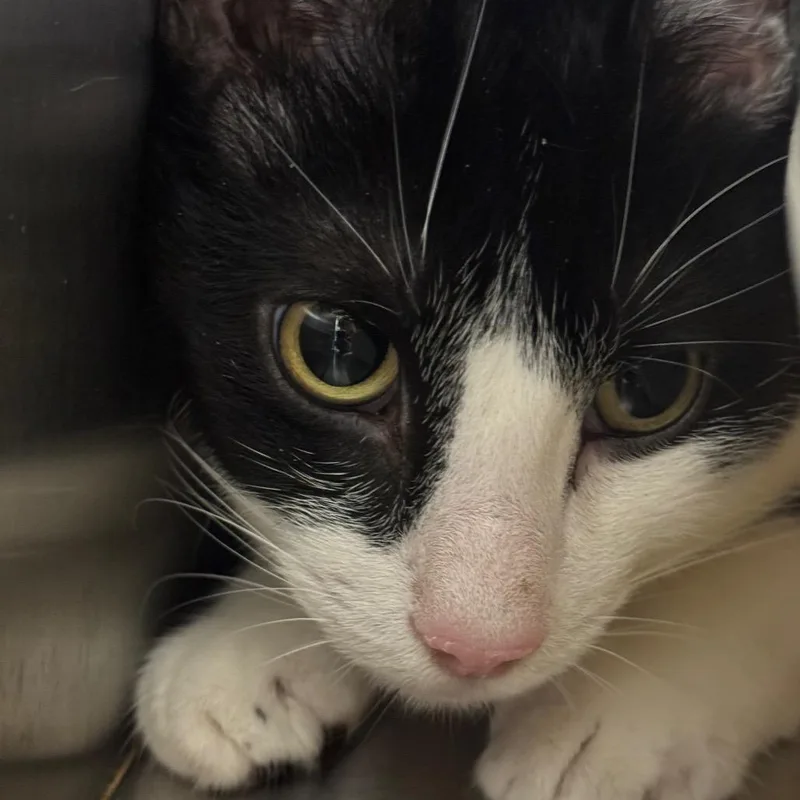 An adult large-sized male Black Domestic Short Hair cat named Leon for adoption in Ridgely, MD