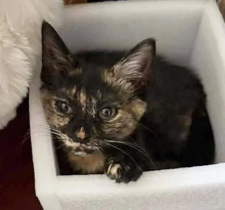 A baby medium-sized female Tortoiseshell Domestic Short Hair cat named Pauline for adoption in Breinigsville, PA