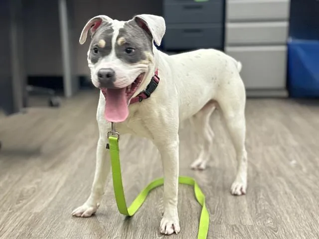 A young large-sized male Pit Bull Terrier dog named Barley for adoption in Martinez, CA