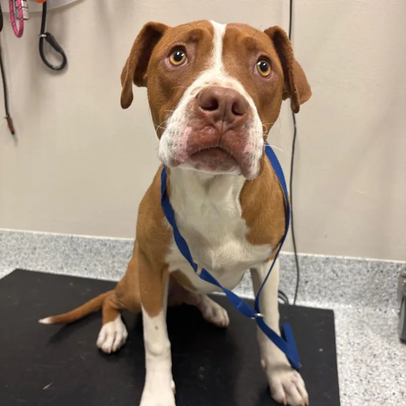 A young medium-sized male Brown / Chocolate Pit Bull Terrier dog named Thanos for adoption in Reno, NV