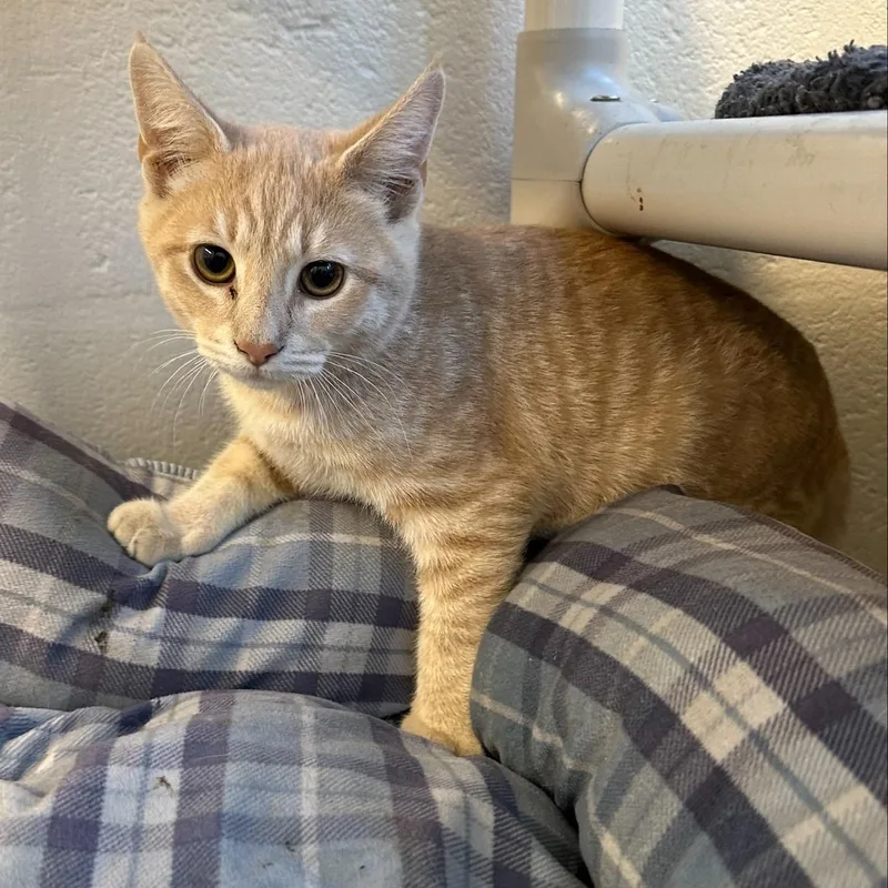 A baby medium-sized male Tabby (Buff / Tan / Fawn) Domestic Short Hair cat named Toca Boca for adoption in Manassas, VA