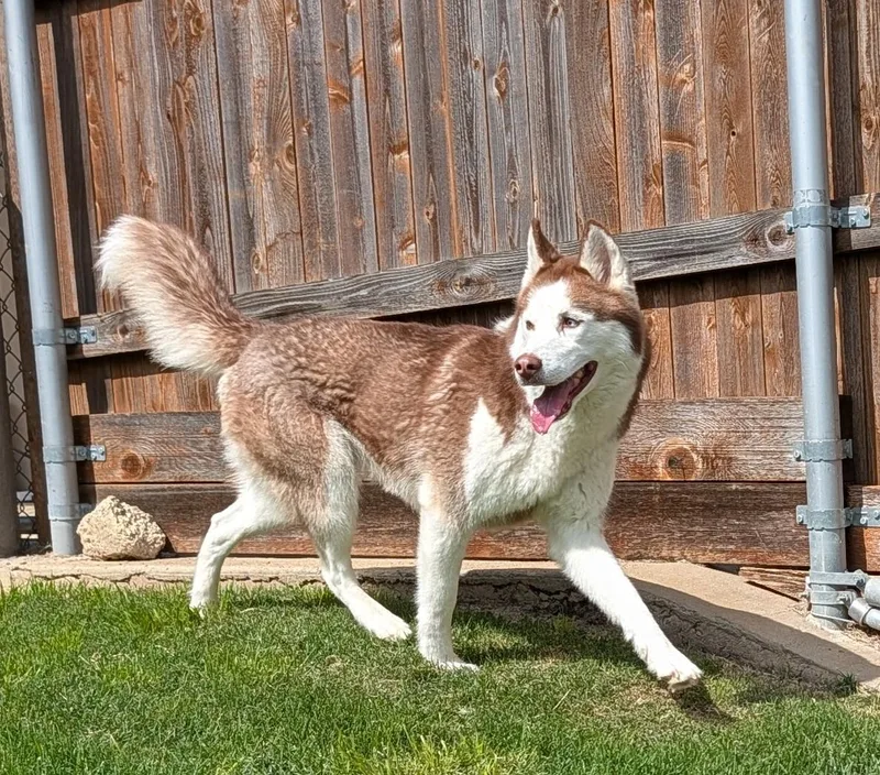 An adult medium-sized female Siberian Husky dog named Stormie A for adoption in Plano, TX
