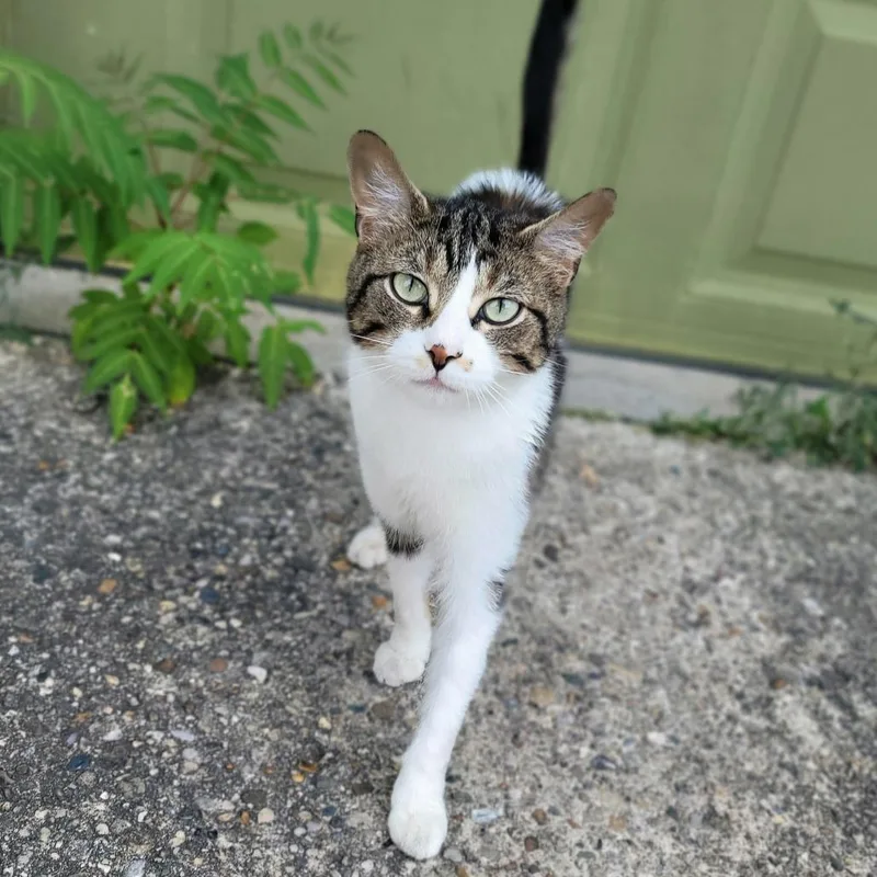 Rufus thumbnail 3