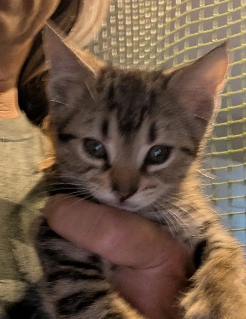 A baby medium-sized male Domestic Short Hair cat named Baxter for adoption in Fort Oglethorpe, GA