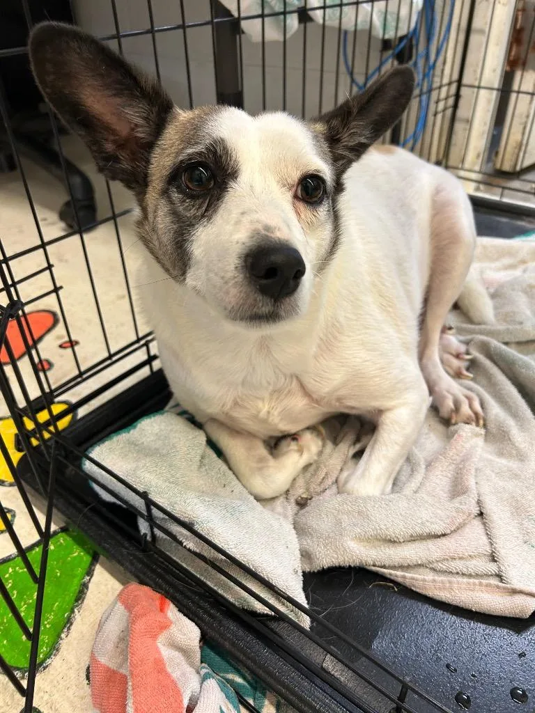 An adult large-sized female Affenpinscher dog named Luna for adoption in Chickamauga , GA