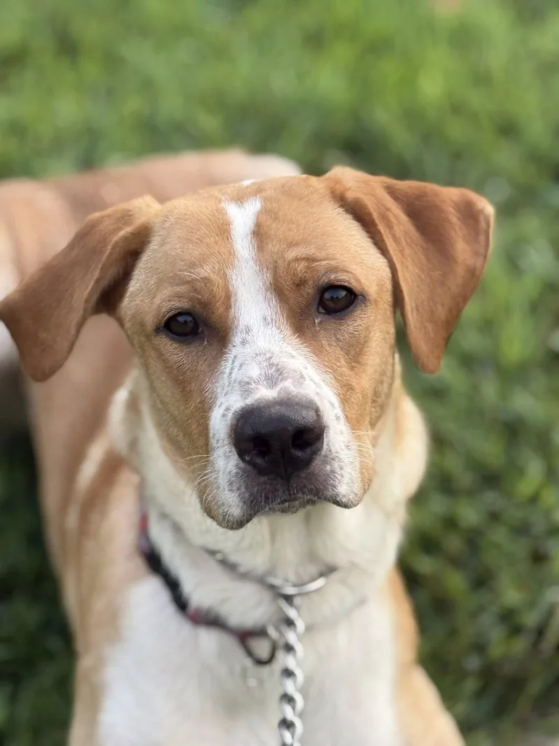 A young large-sized male Vizsla dog named Hoss for adoption in Attalla, AL