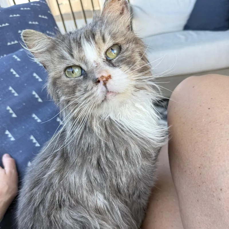 An adult medium-sized male Black & White / Tuxedo Domestic Medium Hair cat named Chance for adoption in Kansas City, MO