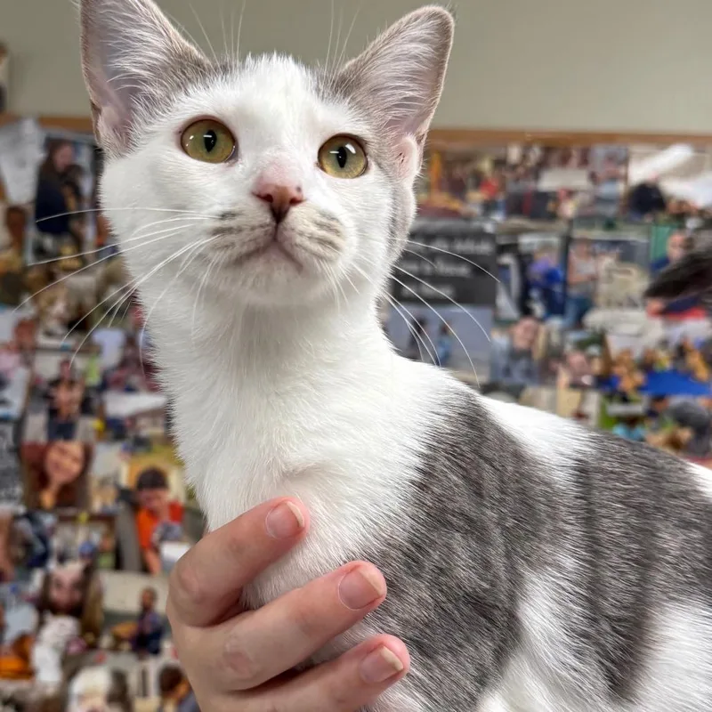 A baby small-sized male White Domestic Short Hair cat named C Charlie for adoption in Franklin, PA