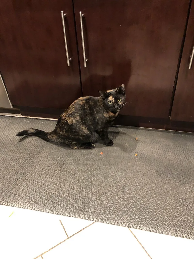 An adult medium-sized female Tortoiseshell Domestic Short Hair cat named Salem for adoption in Nutley, NJ