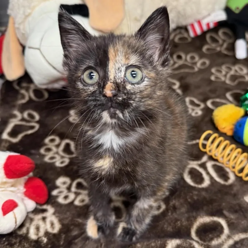 A baby medium-sized female Tortoiseshell Domestic Short Hair cat named Ember for adoption in Greensburg, PA