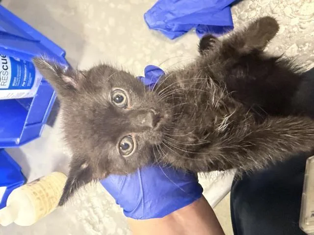 A baby small-sized male Domestic Short Hair cat named Remi for adoption in Dallas, TX
