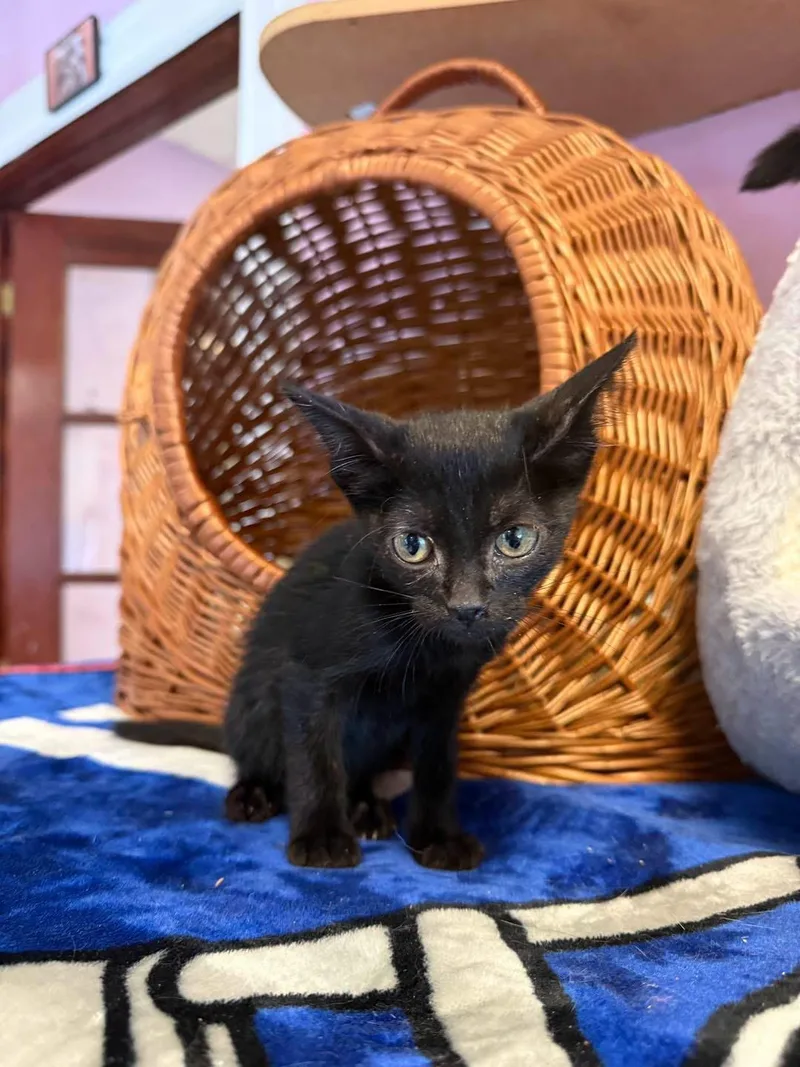 A young small-sized female Black Domestic Short Hair cat named Allie for adoption in Freeport, NY