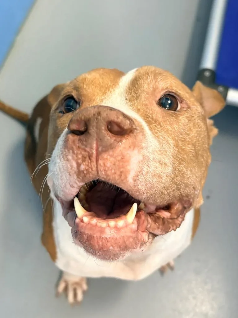 An adult medium-sized female Terrier dog named Denise for adoption in Hartsville, SC