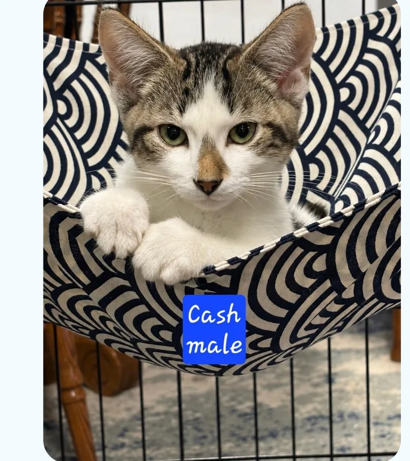 A young medium-sized male Tabby cat named Cash for adoption in Karns City, PA
