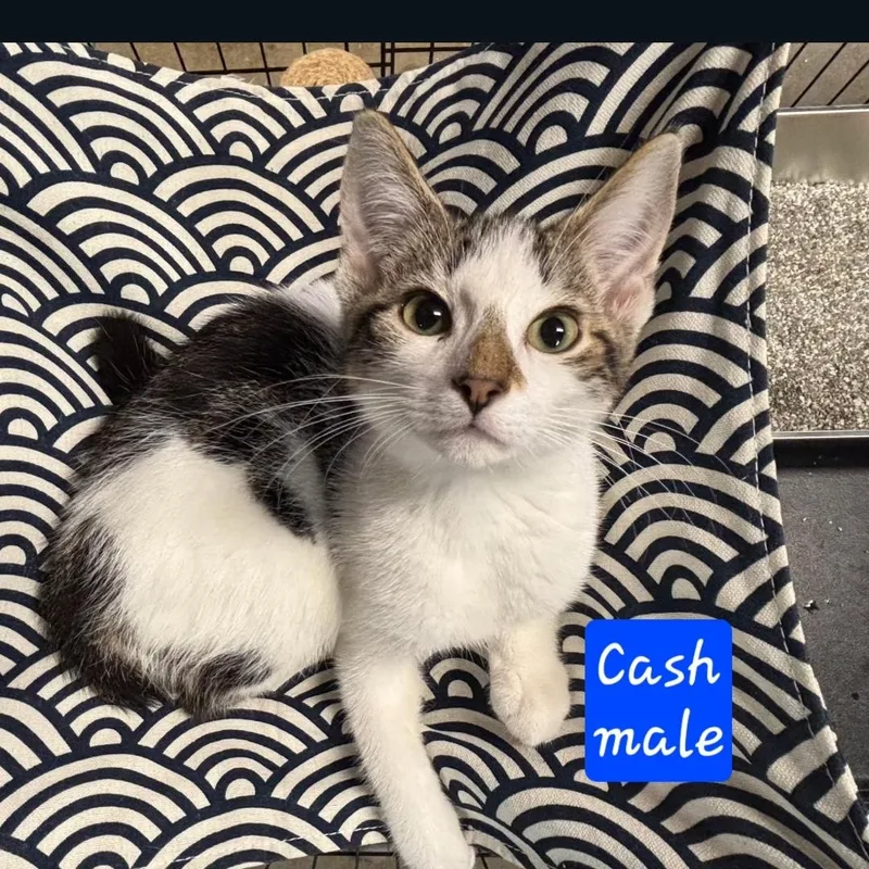 Cash thumbnail 2