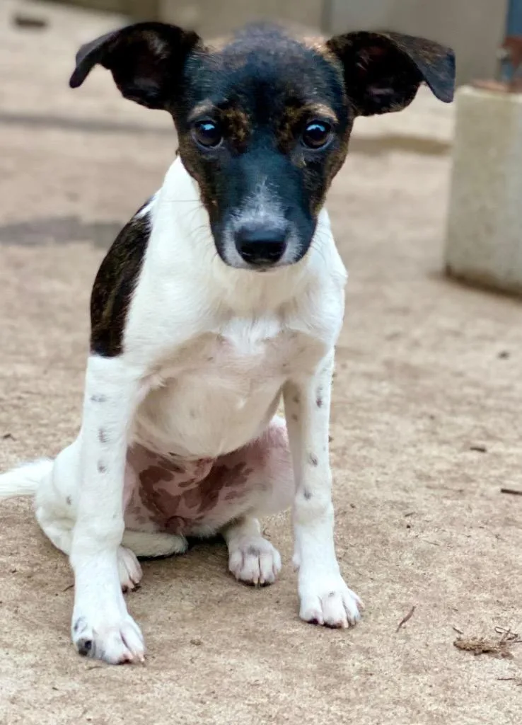 A baby small-sized female Rat Terrier dog named Flower for adoption in Urbandale, IA