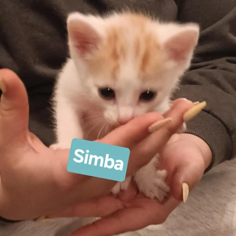 A baby small-sized male Orange / Red Domestic Short Hair cat named Simba for adoption in Marion, IL