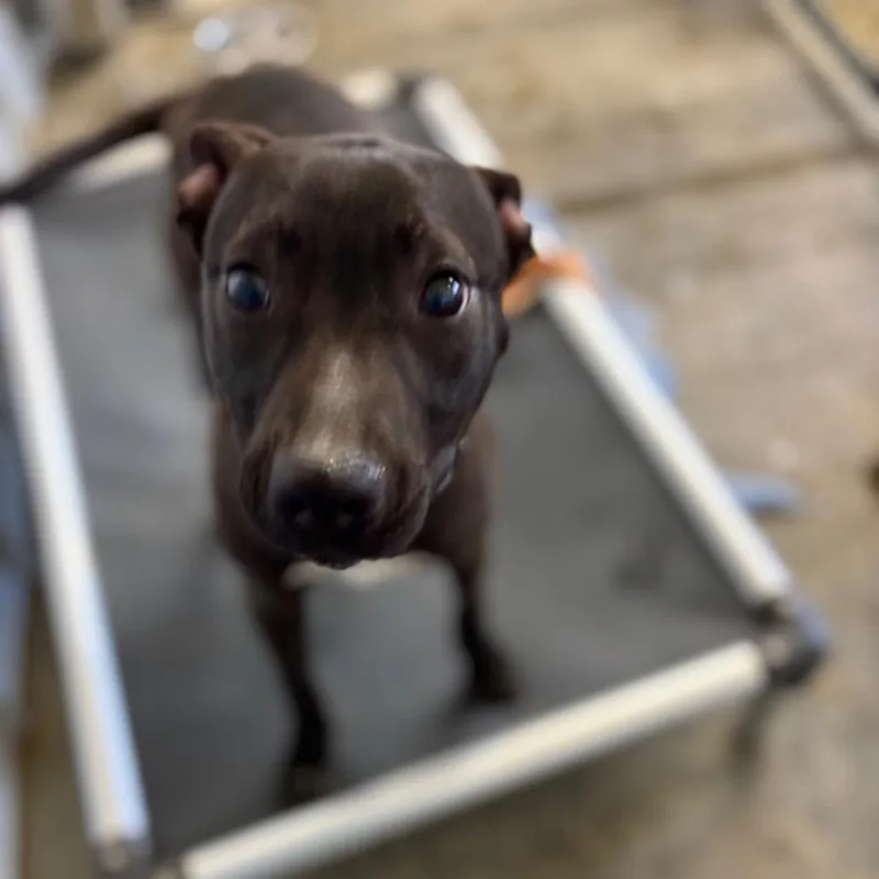 A young medium-sized female Black Mixed Breed dog named Pipsqueak for adoption in Parrish, AL