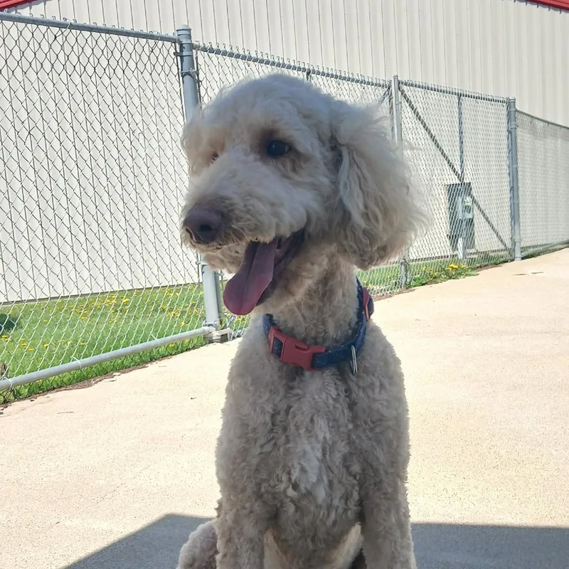 A senior large-sized male White / Cream Standard Poodle dog named Hudson for adoption in Dixon, IL