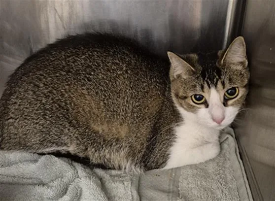 An adult medium-sized female Domestic Short Hair cat named Pink for adoption in Hagerstown, MD