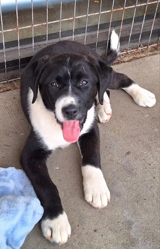 A baby large-sized female Labrador Retriever dog named Elaine for adoption in House Springs, MO