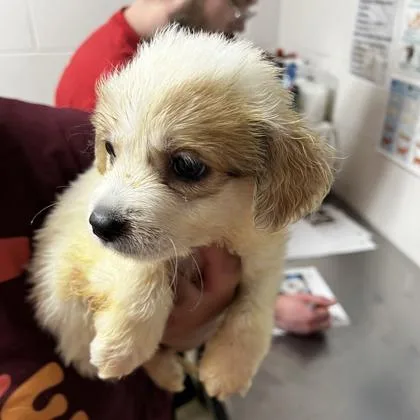 A baby large-sized female Australian Shepherd dog named Moxy for adoption in Morton Grove, IL