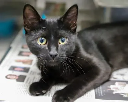 A baby small-sized male Domestic Short Hair cat named Jelly Bean for adoption in West Seneca, NY