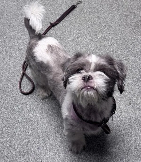 An adult small-sized male Shih Tzu dog named Charlie for adoption in Escondido, CA