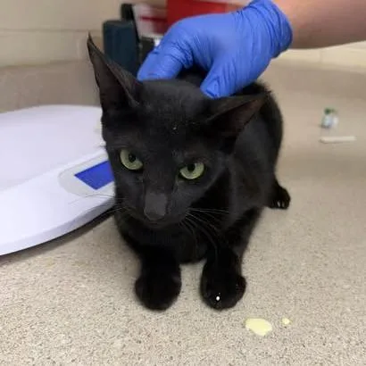 A young medium-sized female Black Domestic Short Hair cat named Fergie for adoption in Bastrop, TX