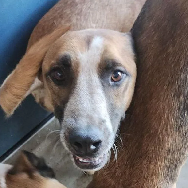 An adult medium-sized male Labrador Retriever dog named Rory for adoption in Kingman, AZ