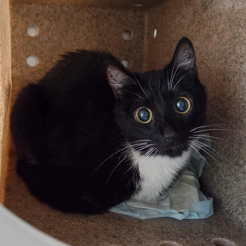 A young medium-sized female Black Domestic Short Hair cat named Carrot for adoption in Asheville, NC