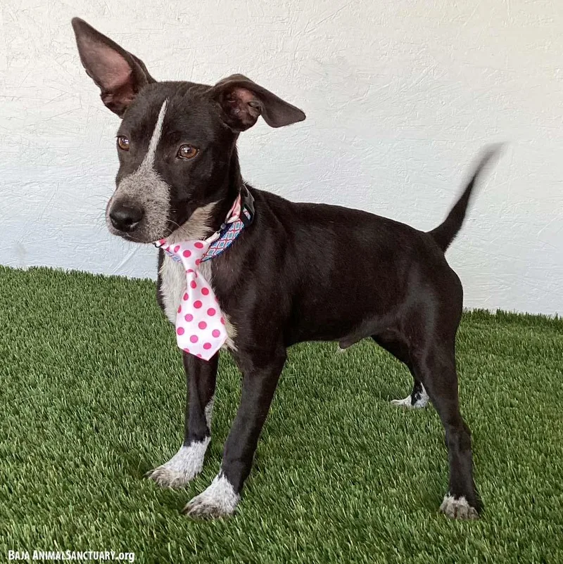 A baby medium-sized male Black Australian Kelpie dog named Owen for adoption in San Diego, CA