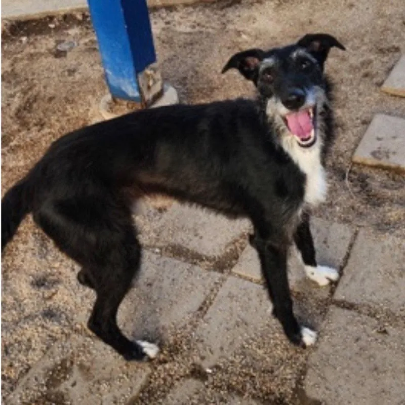 An adult medium-sized male Borzoi dog named Sam for adoption in Bloomfield, CT