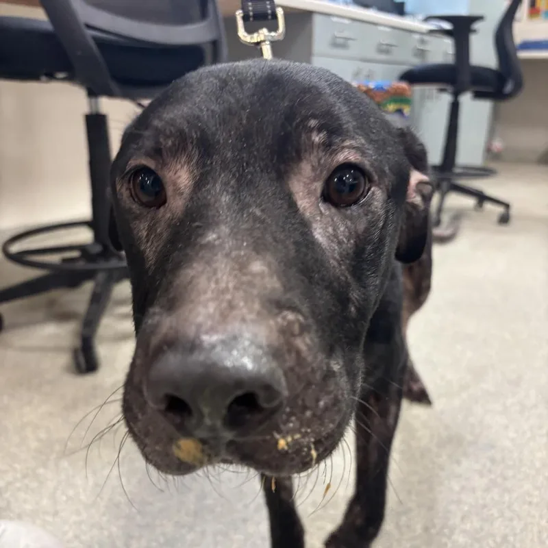 An adult large-sized male Black Mixed Breed dog named Petrol for adoption in Jacksonville, FL
