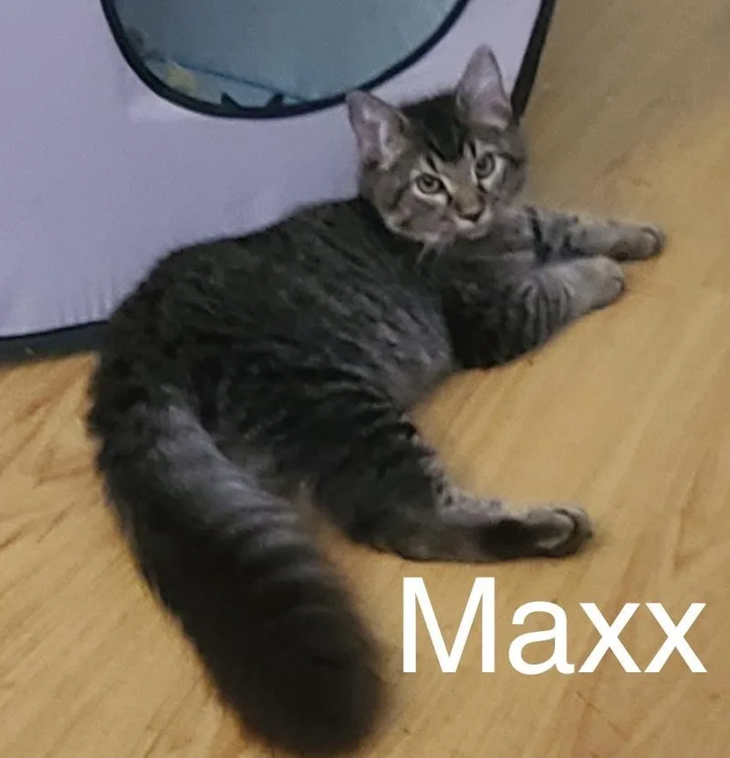 Maxx
