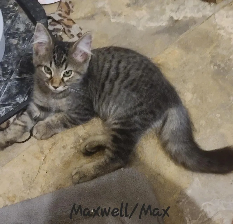 Maxx thumbnail 2
