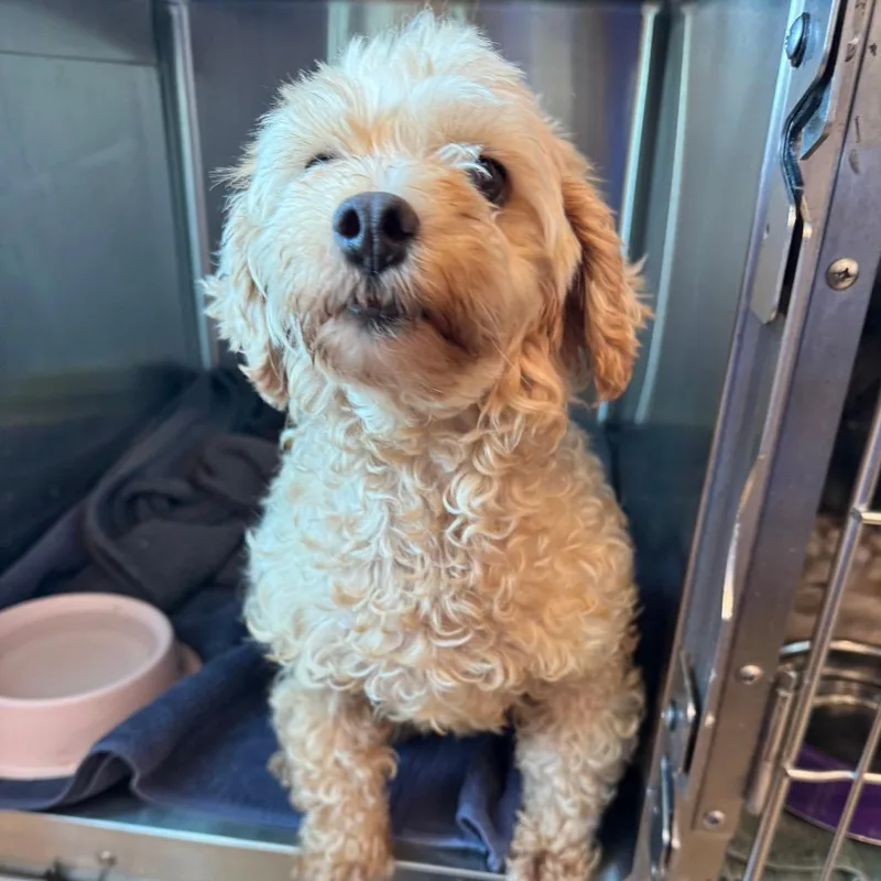 An adult small-sized female Yellow / Tan / Blond / Fawn Poodle dog named Sugar for adoption in Matteson, IL
