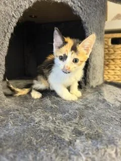 A young medium-sized female Domestic Short Hair cat named Mocha for adoption in Miami, FL