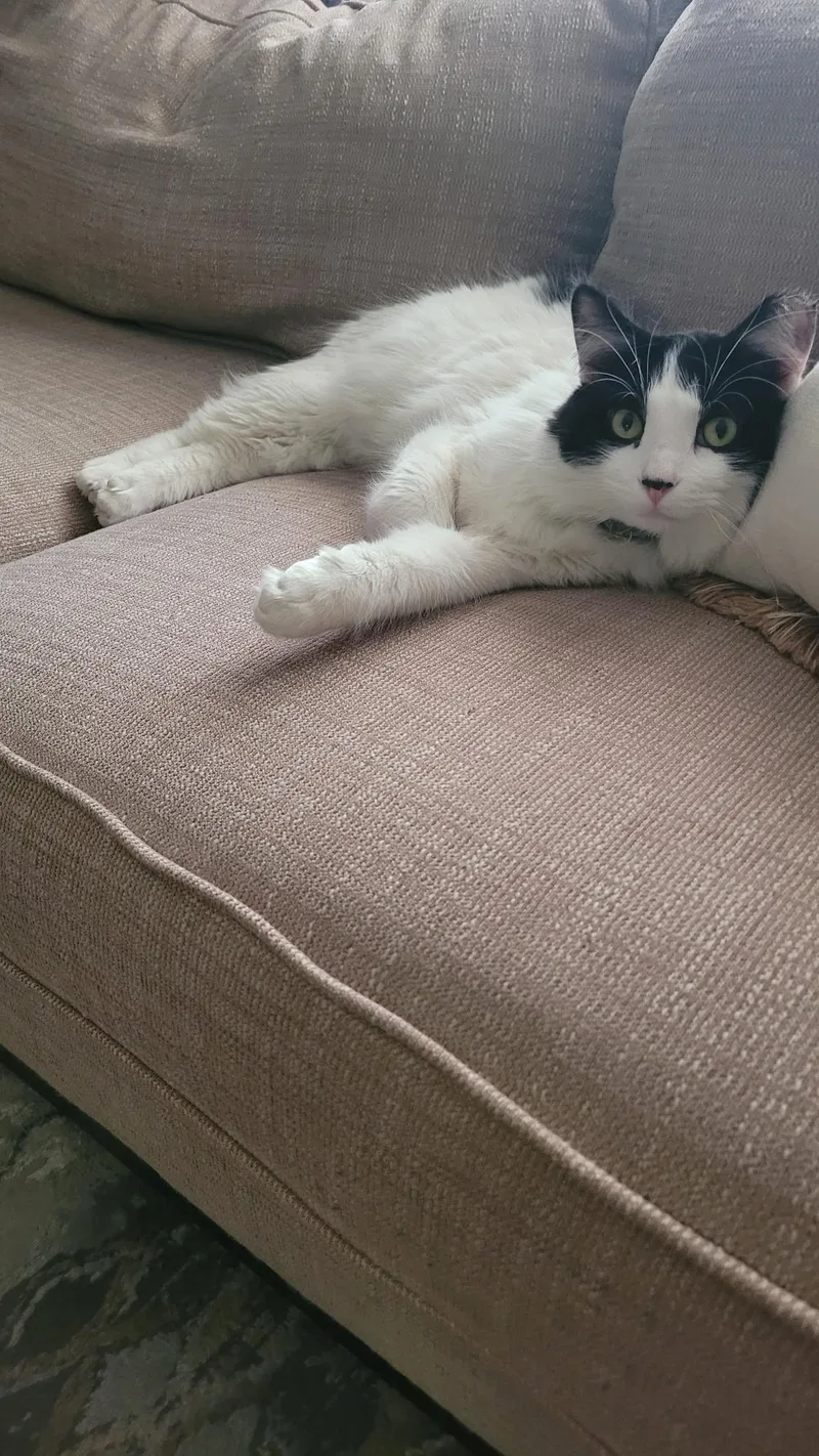 An adult medium-sized male Black & White / Tuxedo Domestic Long Hair cat named Leche and Spunky for adoption in Lemont, IL