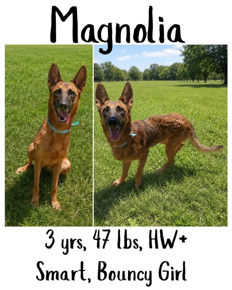 Magnolia thumbnail 2