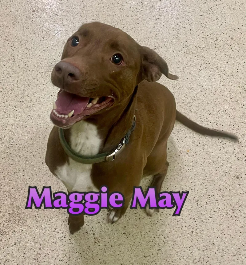 Maggie May