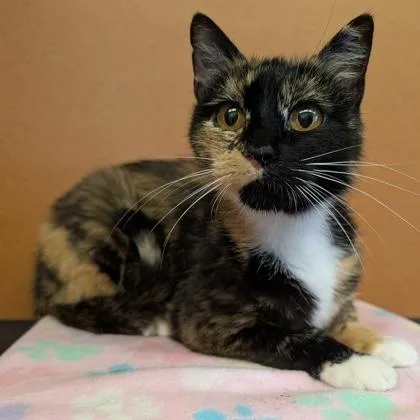 An adult medium-sized female Calico Domestic Short Hair cat named Jolene for adoption in Rochester, MN