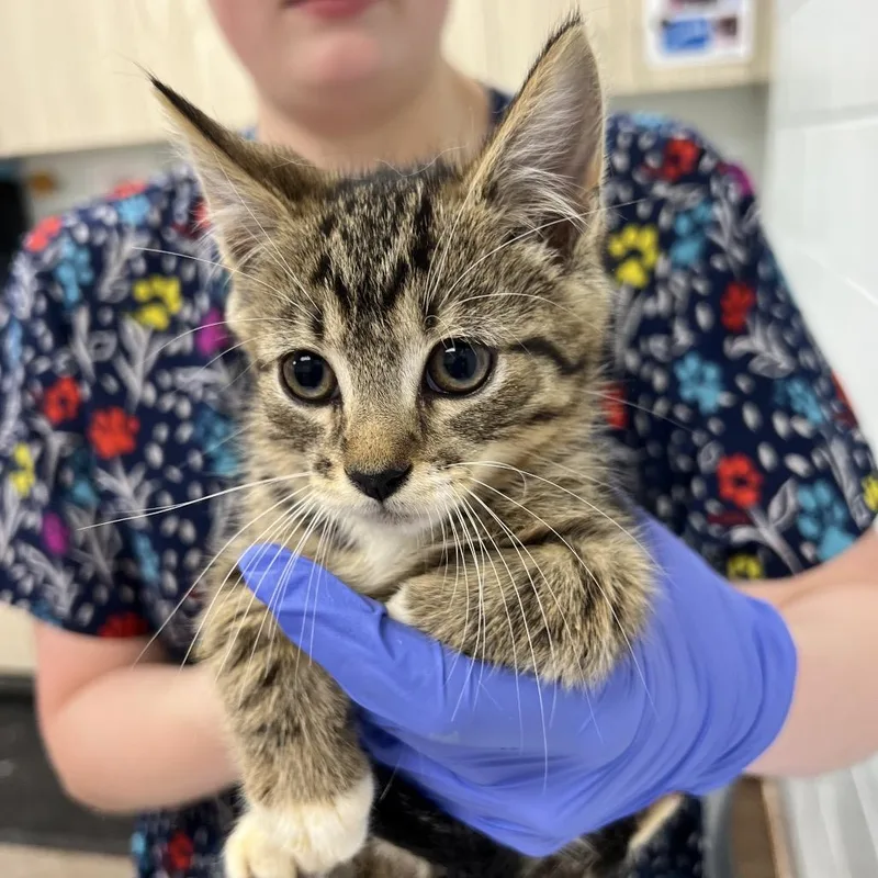 A baby small-sized female Gray / Blue / Silver Domestic Short Hair cat named Lily for adoption in Chattanooga, TN