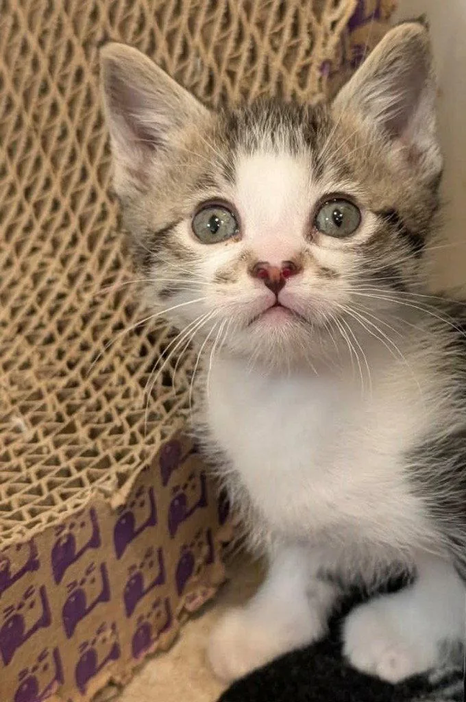 A baby small-sized male Tabby cat named Shamrock for adoption in Saint George, UT