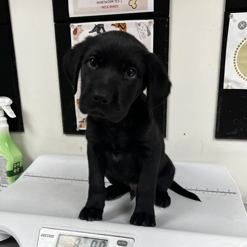 A baby medium-sized male Black Labrador Retriever dog named Heath for adoption in Birmingham, AL