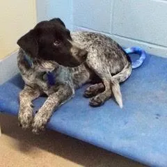 A baby medium-sized male Black Australian Cattle Dog / Blue Heeler dog named Kelpie for adoption in Green Valley, AZ